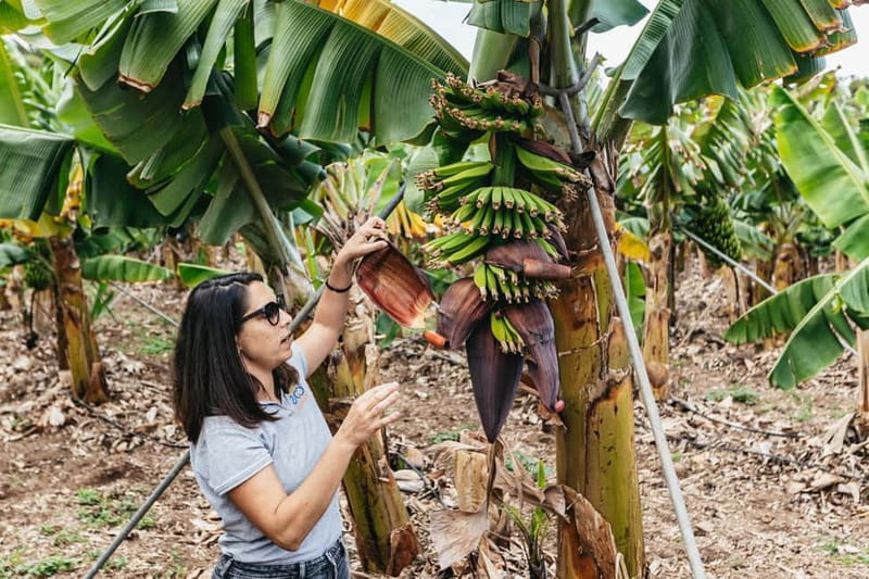 La Orotava: Eco Banana Plantation Tour with Banana Liquor - How this farm avoids pesticides and fertilizers in a real system
