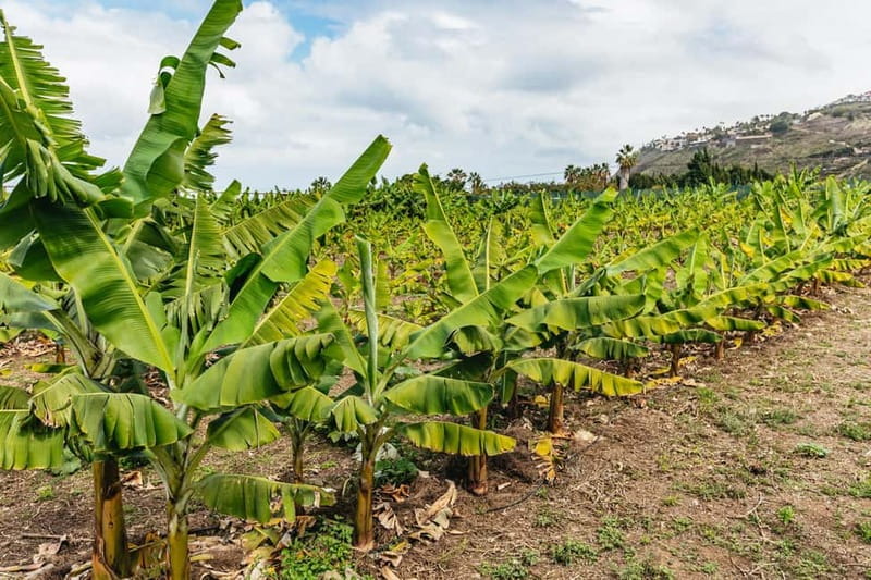 La Orotava: Eco Banana Plantation Tour with Banana Liquor - The included banana tasting and banana liquor shot
