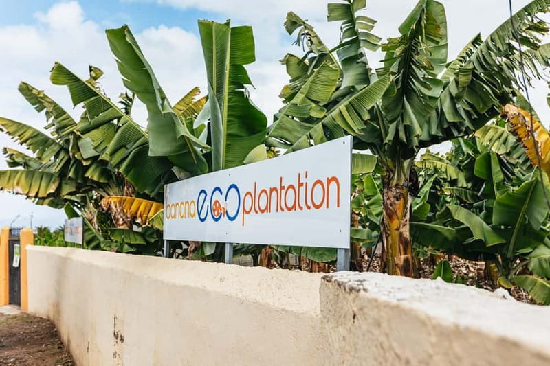 La Orotava: Eco Banana Plantation Tour with Banana Liquor - Prices, duration, and what your ticket actually buys