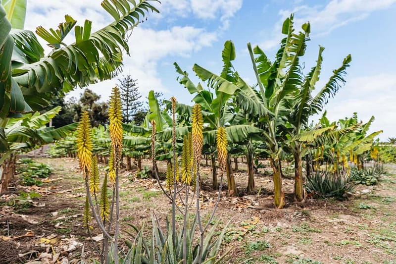 La Orotava: Eco Banana Plantation Tour with Banana Liquor - Who should book this La Orotava eco banana tour