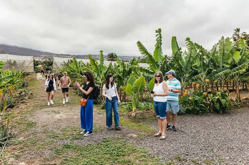 La Orotava: Eco Banana Plantation Tour with Banana Liquor - Should you book BananaECOplantation in La Orotava?