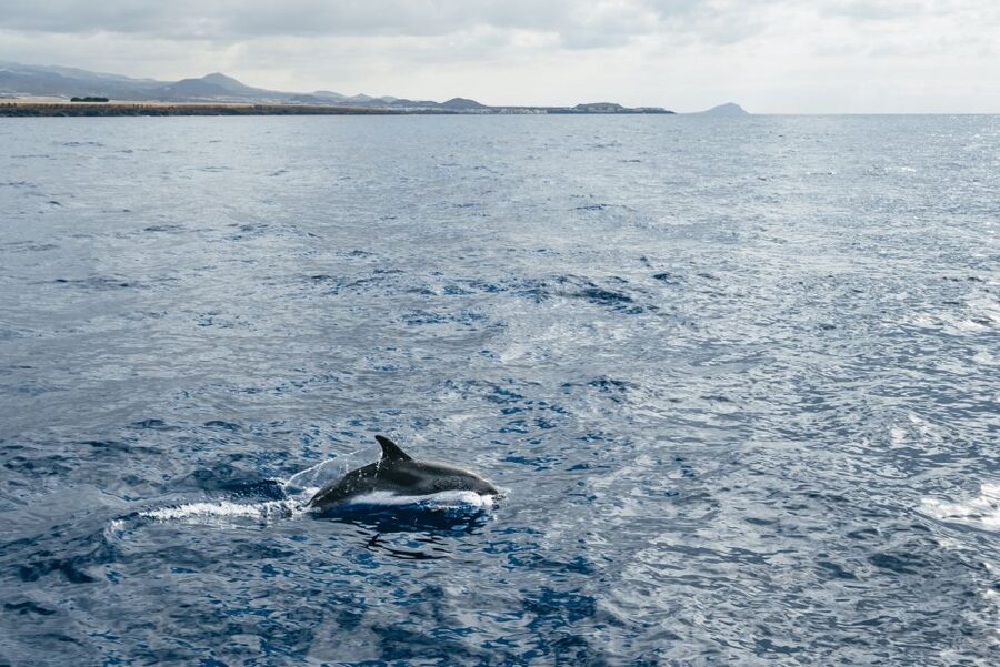 Las Galletas: Whale & Dolphin Tour with Local Skipper - Key Things That Make This Cruise Worth Your Time