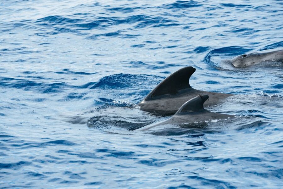Las Galletas: Whale & Dolphin Tour with Local Skipper - Spotting Whales and Dolphins: How the Watching Works