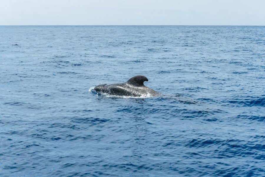 Las Galletas: Whale & Dolphin Tour with Local Skipper - What to Pack So the Trip Feels Easy
