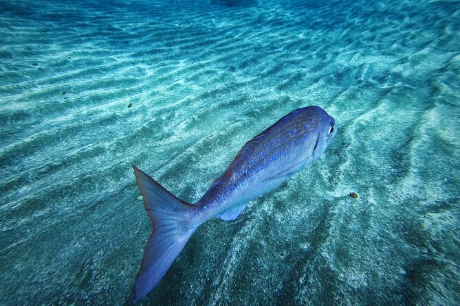 Learn Scuba Diving in Tenerife with Photos Included - Who this is best for in Tenerife