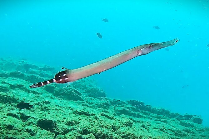 Learn Scuba Diving in Tenerife with Photos Included - Where you start: Los Cristianos meeting point and pickup limits