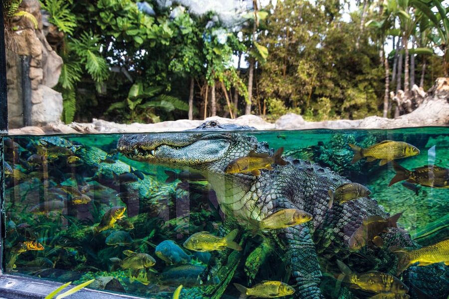 Loro Parque and Siam Park Combined Admission Tickets - Kinderlandia for Kids: When the Park Switches Into Family Mode