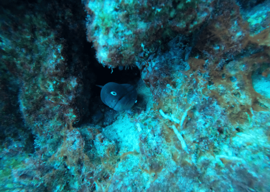 Los Cristianos: Basic Diver Course - Key highlights you’ll feel on day one