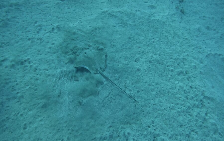 Los Cristianos: Basic Diver Course - First-time scuba basics, without the scary part