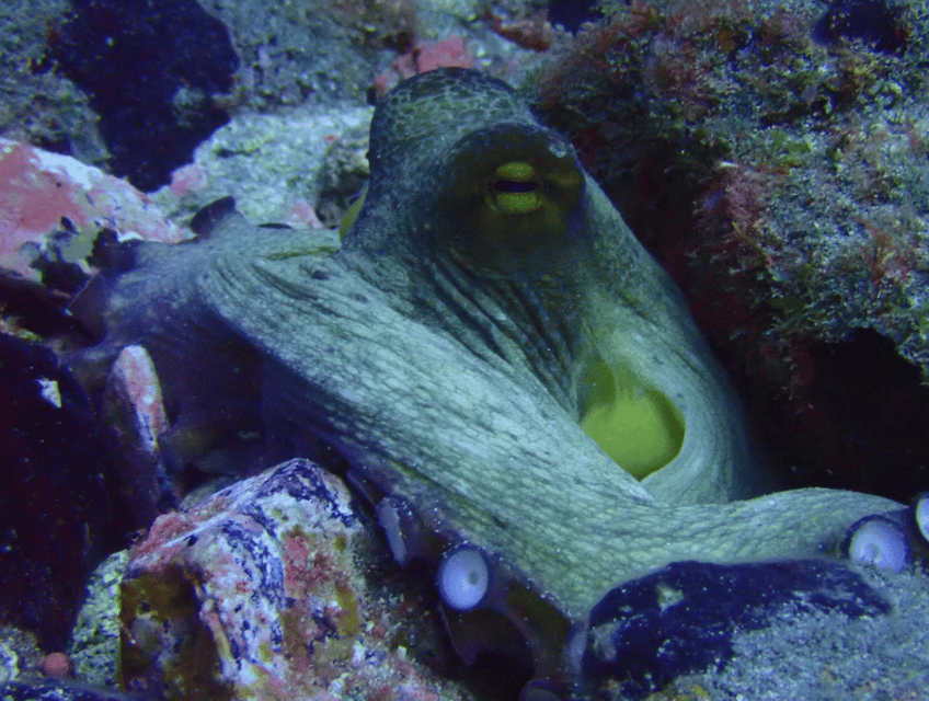 Los Cristianos: Basic Diver Course - The instructor and small-group advantage