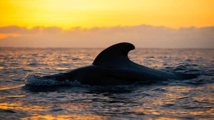 Los Cristianos: Eco Yacht Whale Watching Tour at Sunset - Key Things I’d Pay Attention To