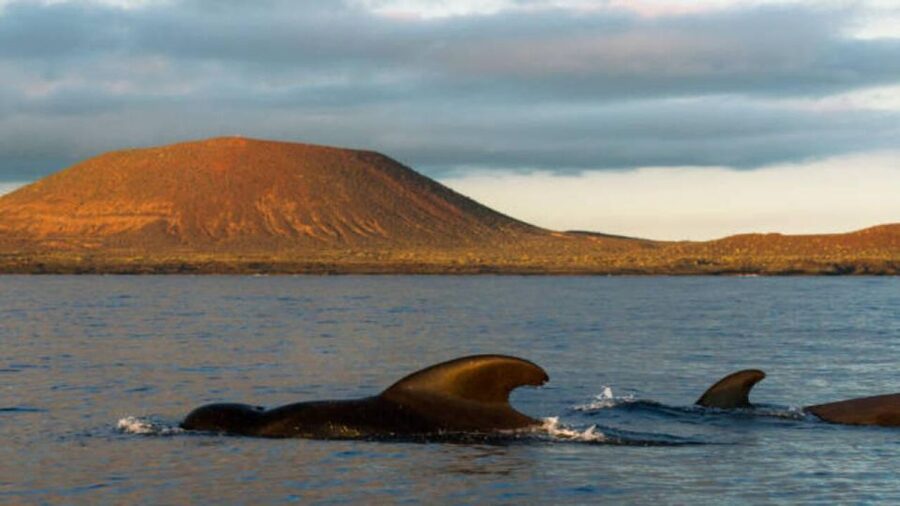Los Cristianos: Eco Yacht Whale Watching Tour at Sunset - Whale and Dolphin Etiquette: No Chasing, Respectful Distance