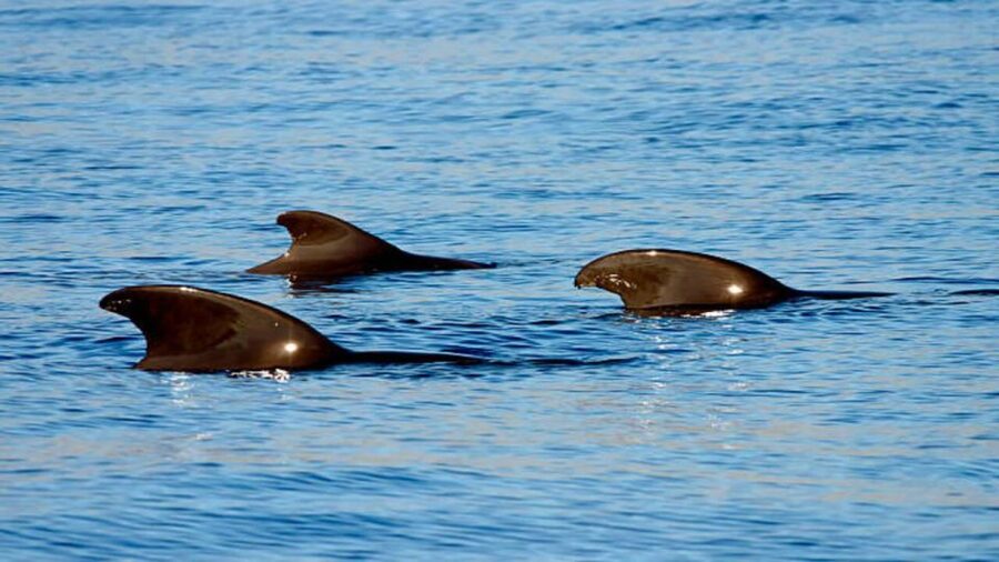 Los Cristianos: Eco Yacht Whale Watching Tour at Sunset - Should You Book This Los Cristianos Whale Watching Tour?