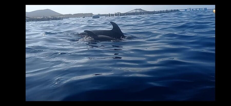 Los Cristianos: Kayak & Snorkel Tour with turtles and photos included - Entering the Day at El Carmen 4, then Landing at Playa de Los Cristianos