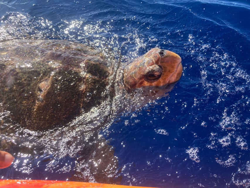 Los Cristianos: Kayak & Snorkel Tour with turtles and photos included - Booking in Plain English, and What to Expect Day-Of