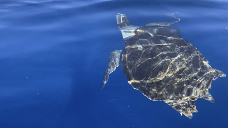 Los Cristianos: Kayak & Snorkel Tour with turtles and photos included - Who This Tour Fits Best, and Who Should Skip It
