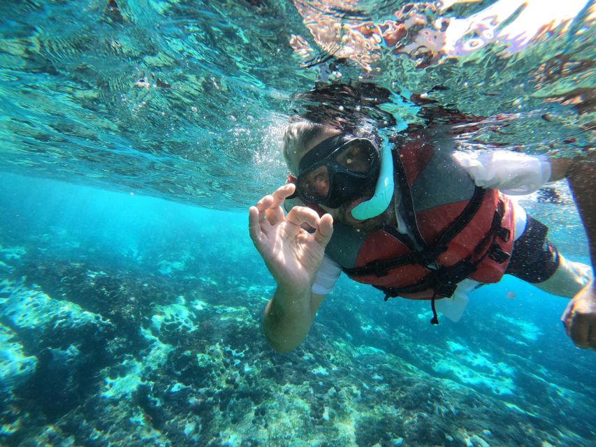 Los Cristianos: Kayaking and Snorkeling with Marine Wildlife - Marine Wildlife in Tenerife, What’s Realistic and How to Improve Your Odds