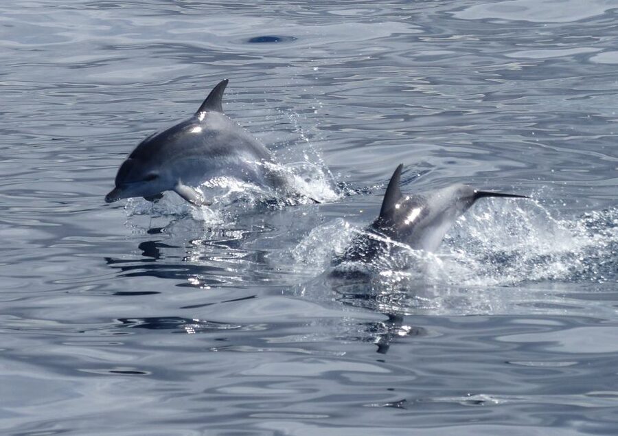 Los Cristianos Respectful No-Chase Whale and Dolphin Safari - Key things I would not skip