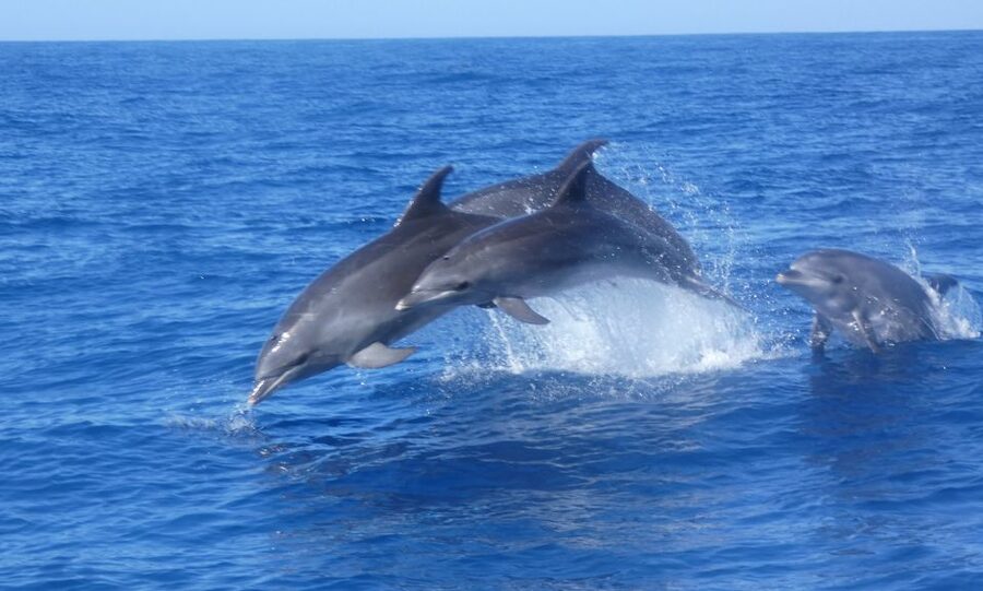 Los Cristianos Respectful No-Chase Whale and Dolphin Safari - What you might see: pilot whales, dolphins, turtles, and occasional surprises