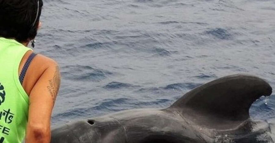 Los Cristianos Respectful No-Chase Whale and Dolphin Safari - Price and value: why $29 can still feel fair here