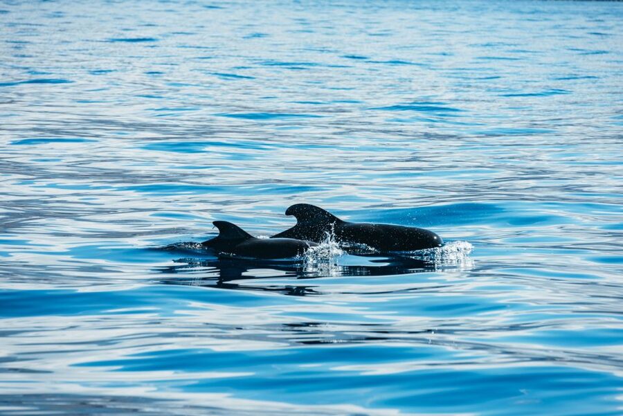 Los Cristianos Respectful No-Chase Whale and Dolphin Safari - Who should book this no-chase safari (and who should skip it)