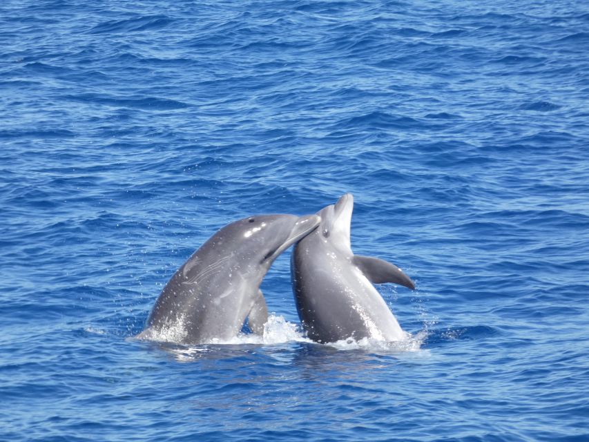 Los Cristianos Respectful No-Chase Whale and Dolphin Safari - Should you book? My practical take