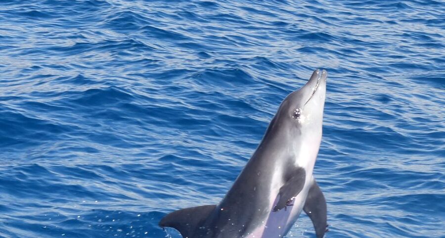 Los Cristianos Respectful No-Chase Whale and Dolphin Safari - The Bahriyeli boat setup: open-air views plus an inside salon