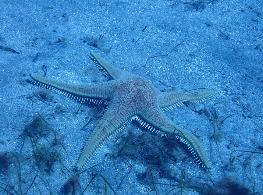 Los Cristianos: Try Dive for beginners - Underwater at 5 meters: what you will practice and why it works