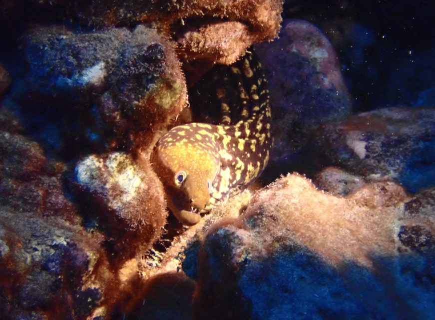 Los Cristianos: Try Dive for beginners - Timing and what happens during the full 3 hours