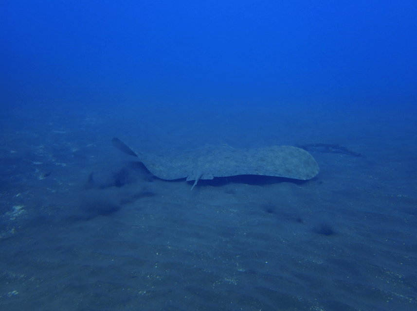 Los Cristianos: Try Dive for beginners - Who should book this first-time scuba try in Los Cristianos