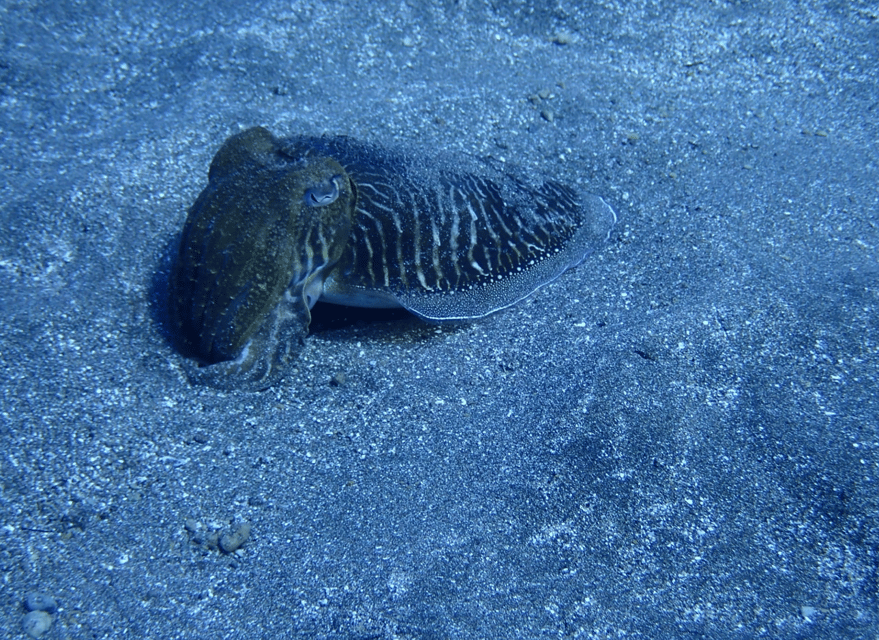 Los Cristianos: Try Dive for beginners - Meeting at Ocean Dreams Tenerife and getting equipment sorted