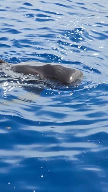 Los Cristianos: Viking Cruise Whales & Dolphins Watching - Ragnarok in Los Cristianos: the Viking whale watch setup