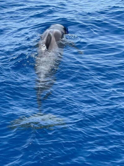 Viking Cruise Whales & Dolphins Watching