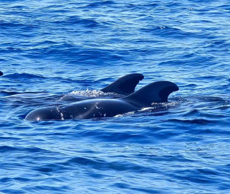 Los Cristianos: Viking Cruise Whales & Dolphins Watching - Dolphin spotting off Tenerife: what the viewing can feel like