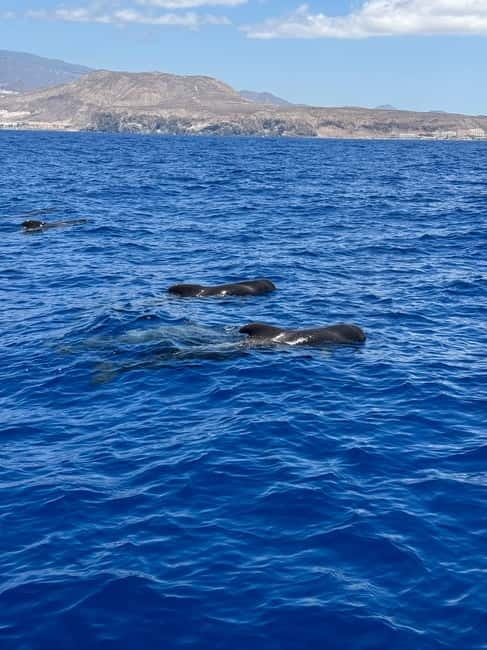 Los Cristianos: Viking Cruise Whales & Dolphins Watching - Board comfort on Ragnarok: room, shade, restrooms, and the bar