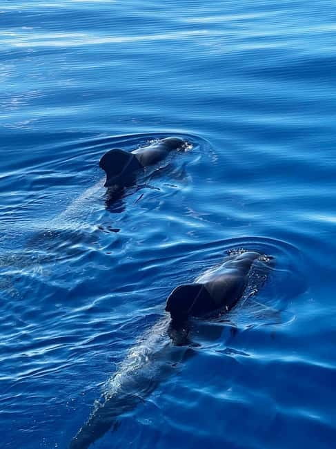 Los Cristianos: Whale Watching Cruise w/Swim Stop & Drinks - The South Coast of Tenerife From Water-Level Perspective