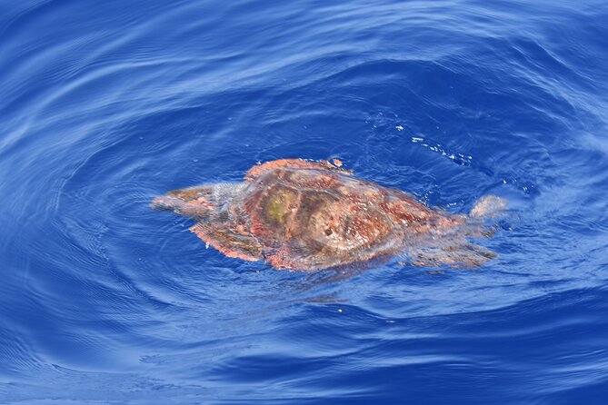 Los Gigantes Clifs Small-Group Sail Tour with Lunch - Los Gigantes: Beyond the Photo Spot