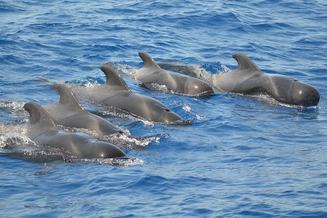 Los Gigantes Clifs Small-Group Sail Tour with Lunch - Swimming and Lunch: The Part That Makes It Feel Like a Day Out