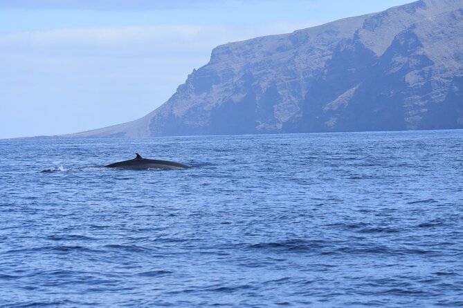 Los Gigantes Clifs Small-Group Sail Tour with Lunch - Weather Reality: Why This Is Done Only in Good Conditions
