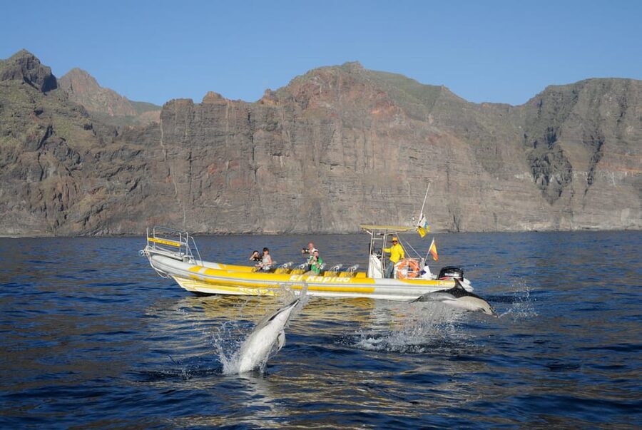 Los Gigantes: Dolphin and Whale Watching Cruise by Speedboat - Key things to know before you go