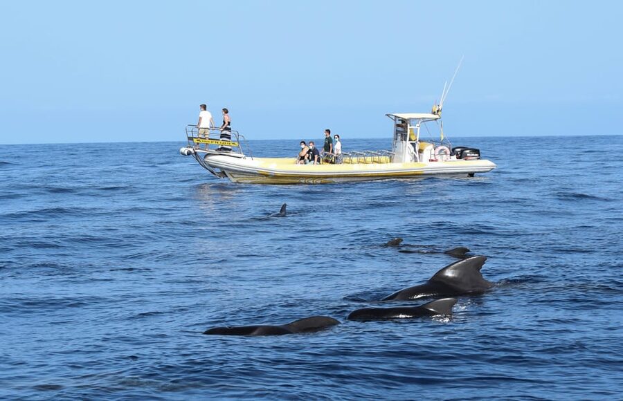 Los Gigantes: Dolphin and Whale Watching Cruise by Speedboat - Los Gigantes: the cliffs that make this cruise worth it