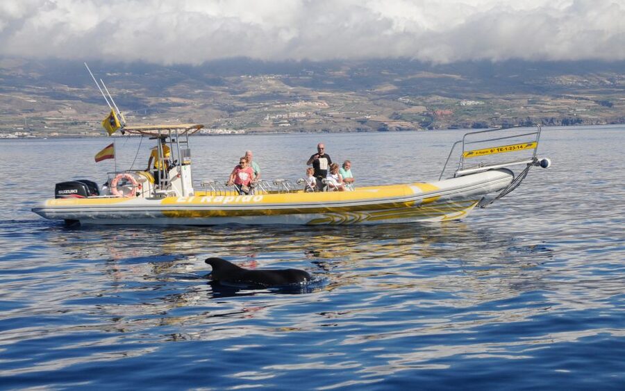 Los Gigantes: Dolphin and Whale Watching Cruise by Speedboat - The rigid inflatable speedboat: why this is better for sightings