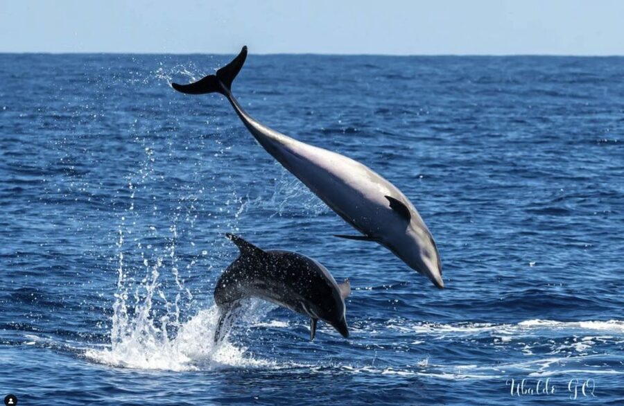 Los Gigantes: Dolphin and Whale Watching Cruise by Speedboat - The swim stop in crystal-clear bays