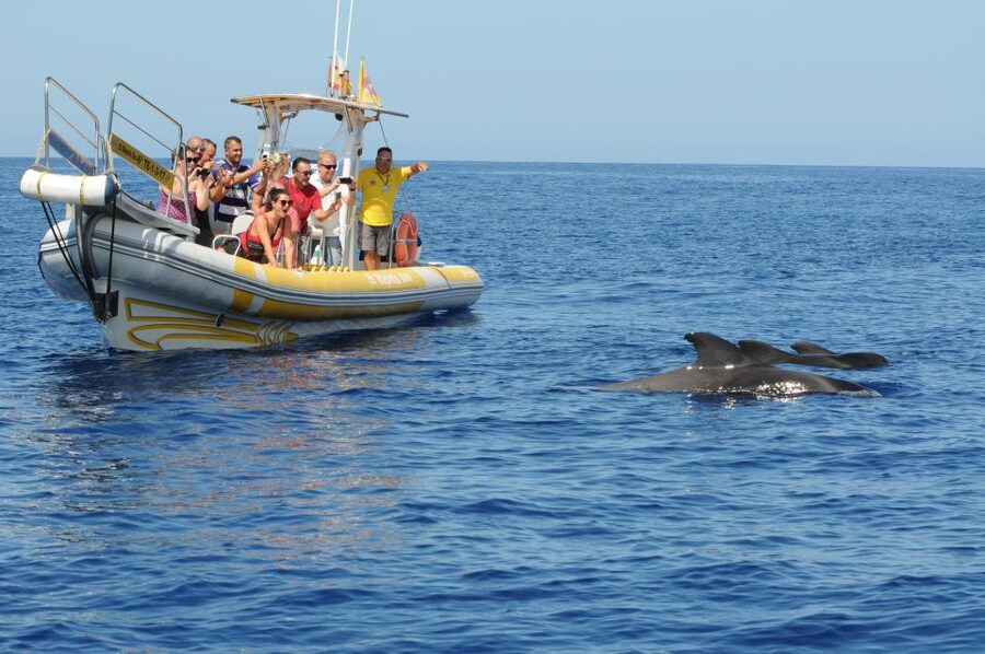 Los Gigantes: Dolphin and Whale Watching Cruise by Speedboat - Price and value: is $33 really a good deal?