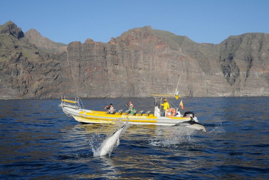 Los Gigantes: Dolphin and Whale Watching Cruise by Speedboat - Who should book this cruise, and who should skip it
