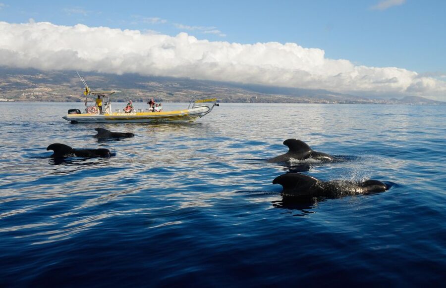 Los Gigantes: Dolphin and Whale Watching Cruise by Speedboat - Teno-Rasca Whale Sanctuary: how the sightings search really works