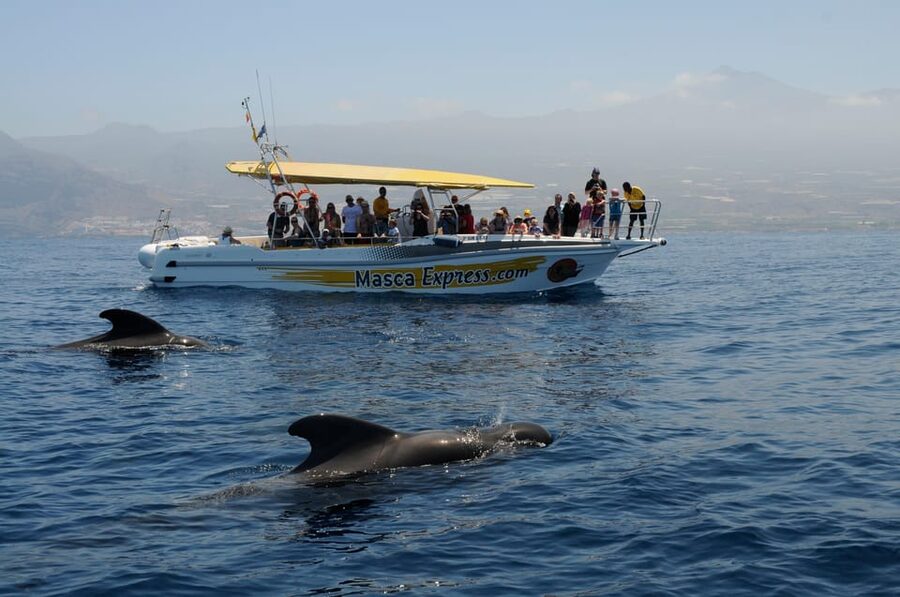 Los Gigantes: Dolphin & Whale Watching Cruise with Swim Stop - What Makes This Cruise Special in the Teno-Rasca Whale Sanctuary