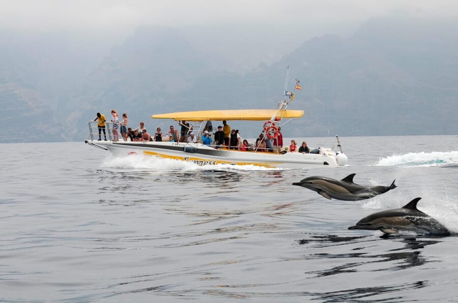 Los Gigantes: Dolphin & Whale Watching Cruise with Swim Stop - The Swim Stop: How to Enjoy It Safely and Get the Most Out of It