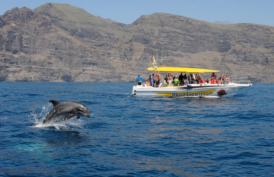 Los Gigantes: Dolphin & Whale Watching Cruise with Swim Stop - The Itinerary: What Happens During Those 2 Hours