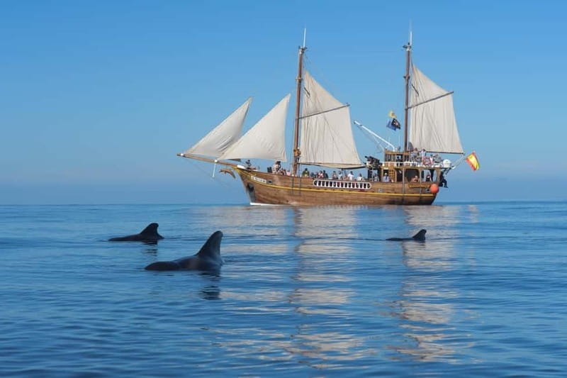 Los Gigantes: Dolphin & Whale Watching Tour on a Pirate Boat - Pirate-Boat Vibe on Flipper Uno, What It Feels Like